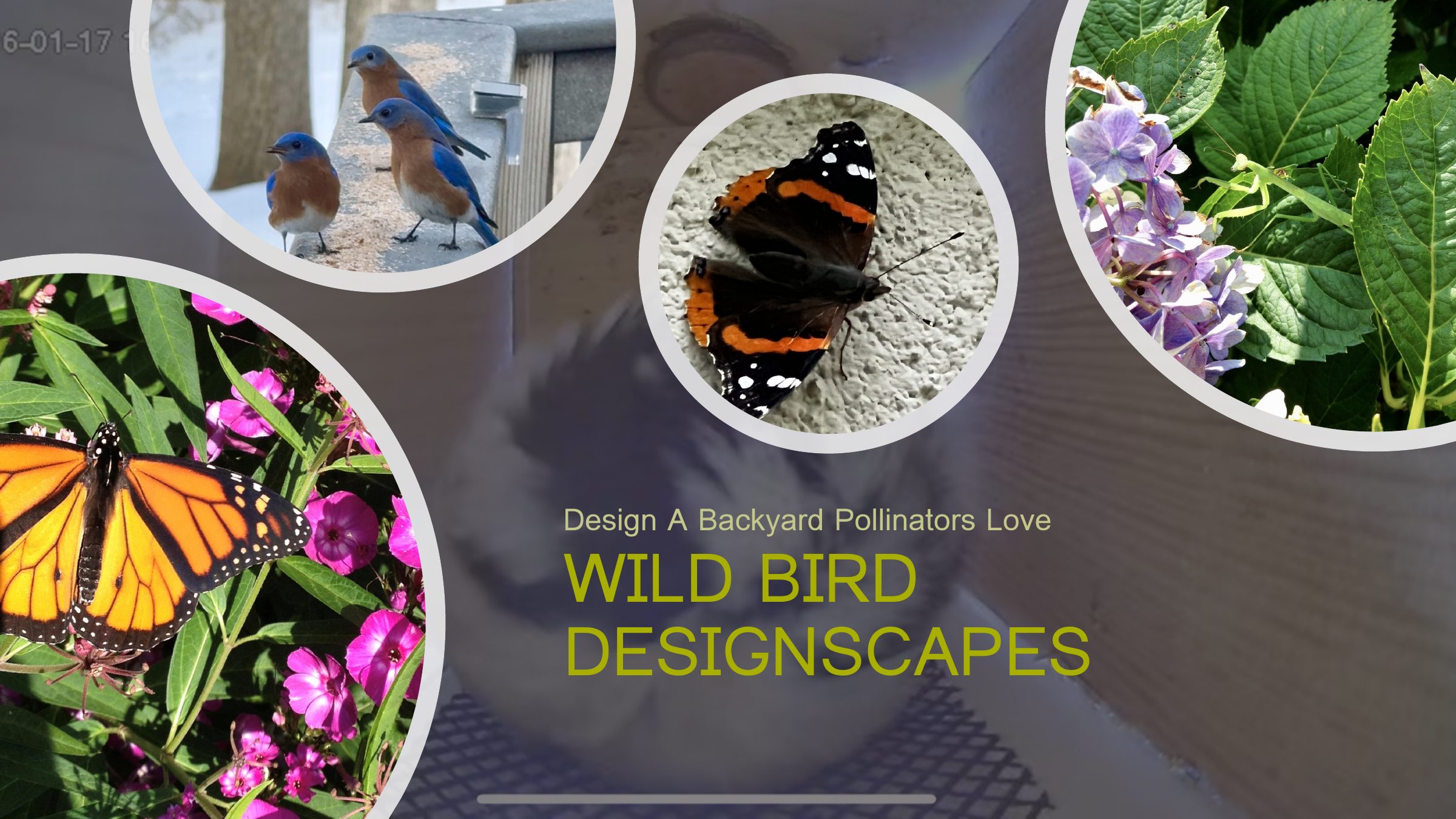 Wild Bird DesignScapes